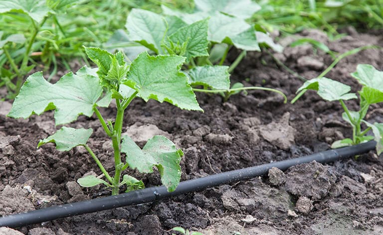 arrosage localisé pour le jardin
